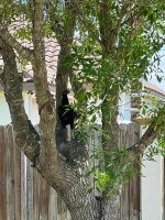 tree chicken.jpg