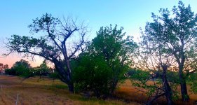moon over dying cottonwoods.jpg