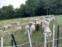 flock grazing near the yard.jpg