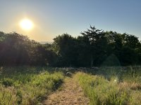 flock in the shade.jpg