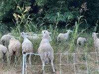 working over johnson grass.jpg