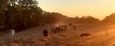 drought June 2021.jpg